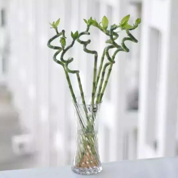 水养绿萝怎么用啤酒养,绿萝水养能用生根粉吗