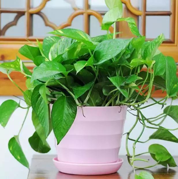 水养绿萝怎么用啤酒养,绿萝水养能用生根粉吗