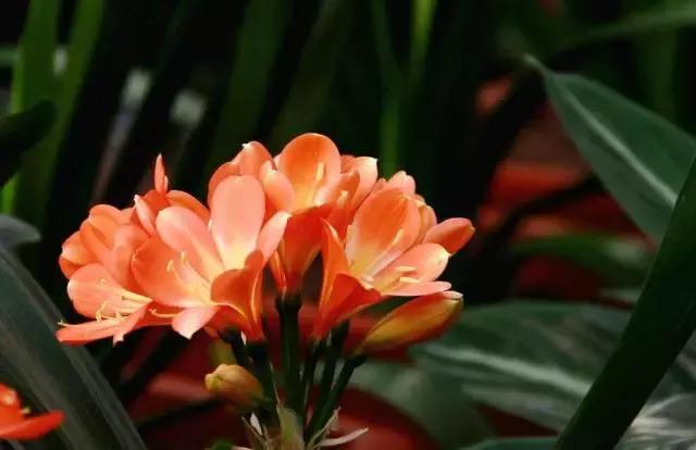 水养绿萝怎么用啤酒养,绿萝水养能用生根粉吗