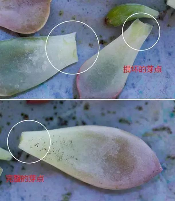 水养绿萝怎么用啤酒养,绿萝水养能用生根粉吗