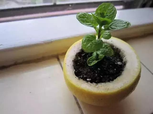 水养绿萝怎么用啤酒养,绿萝水养能用生根粉吗