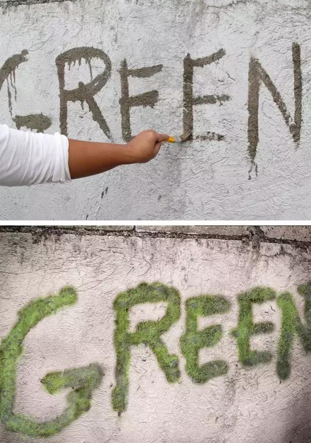 水养绿萝怎么用啤酒养,绿萝水养能用生根粉吗