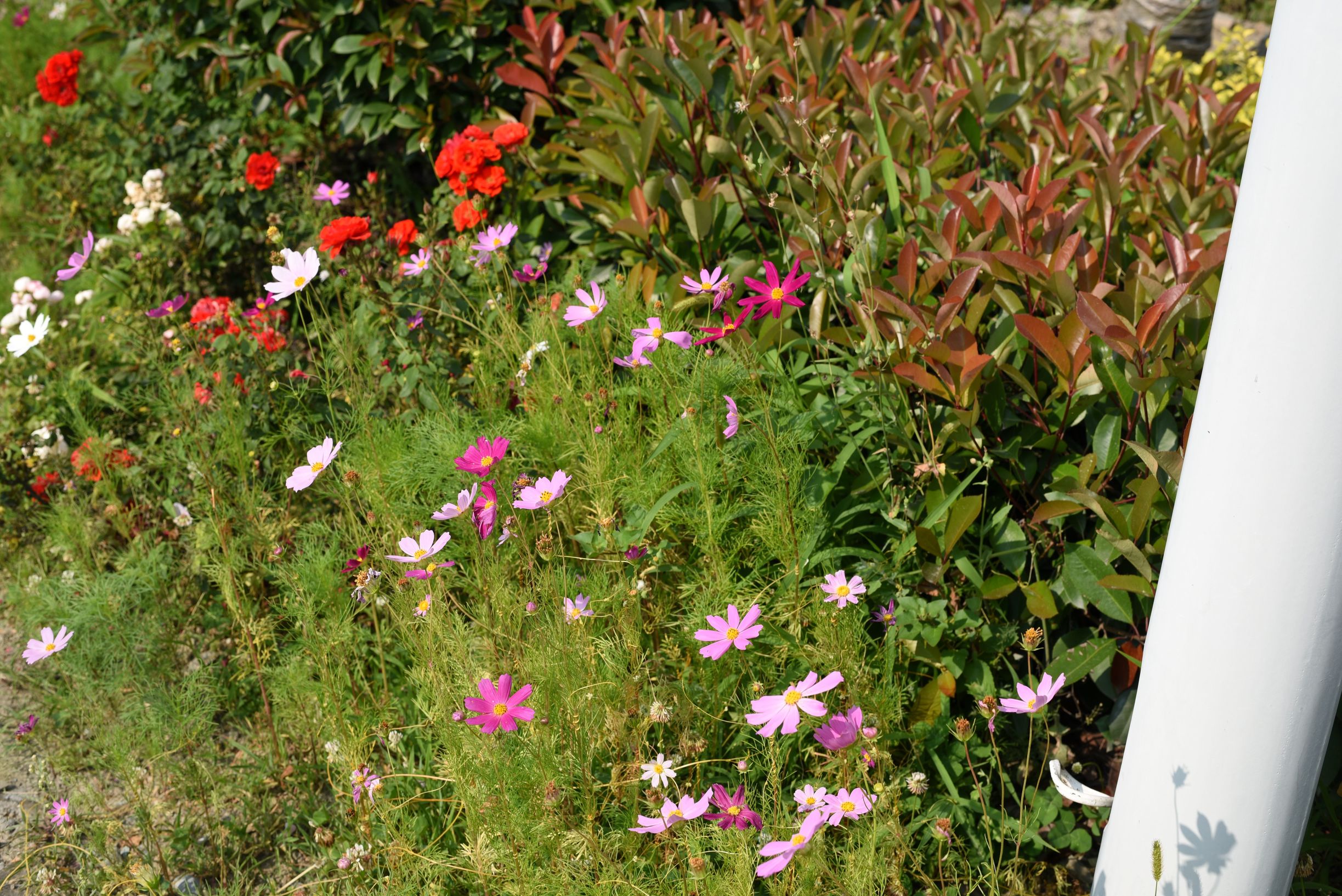 四川阿坝茂县美景,四川茂县简介