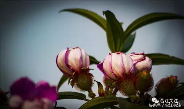 暴牙郎的功效与作用,暴牙郎功效与作用