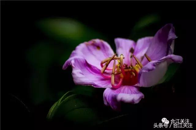 暴牙郎的功效与作用,暴牙郎功效与作用