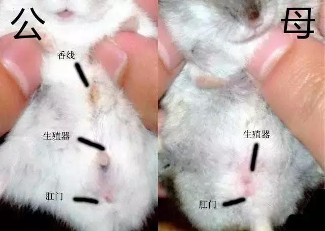 仓鼠如何辨认是公是母,仓鼠的性别如何判断的呢