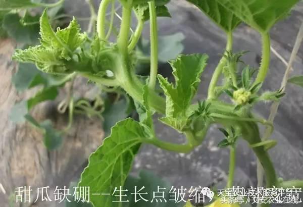 完整的土壤知识快收藏吧,土壤肥料基础知识