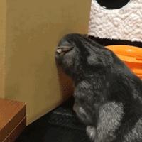 猫咪钻进细缝里怎样才能出来,怎么让猫咪进到大纸箱里面