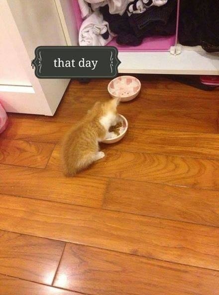 猫咪钻进细缝里怎样才能出来,怎么让猫咪进到大纸箱里面