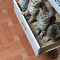 猫咪钻进细缝里怎样才能出来,怎么让猫咪进到大纸箱里面