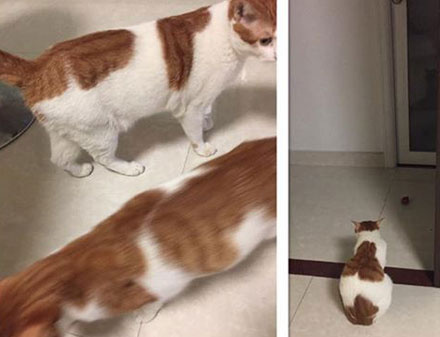 猫咪钻进细缝里怎样才能出来,怎么让猫咪进到大纸箱里面