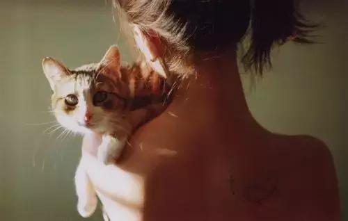 养猫有猫癣家里怎么消毒,养猫手册