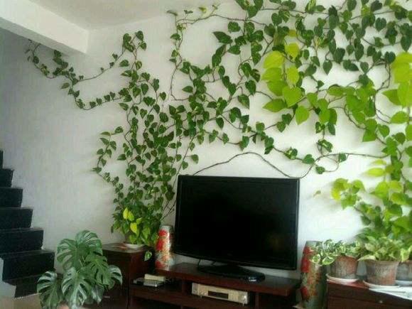 绿萝怎么养才能更旺盛水里加醋,扦插绿萝培养方法和注意事项