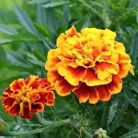 香奈儿2015年爆款,2023年香奈儿邂逅香水新款