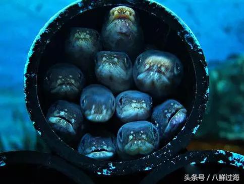 鳗鱼的智商有多高,鳗鱼的神奇之处