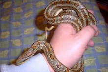 你喜欢养宠物吗套路,你喜欢养蛇的人吗