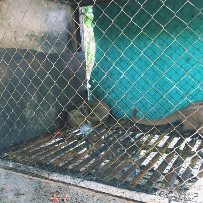 猫屎咖啡最贵的饮品,为什么猫屎咖啡是世上最贵的咖啡