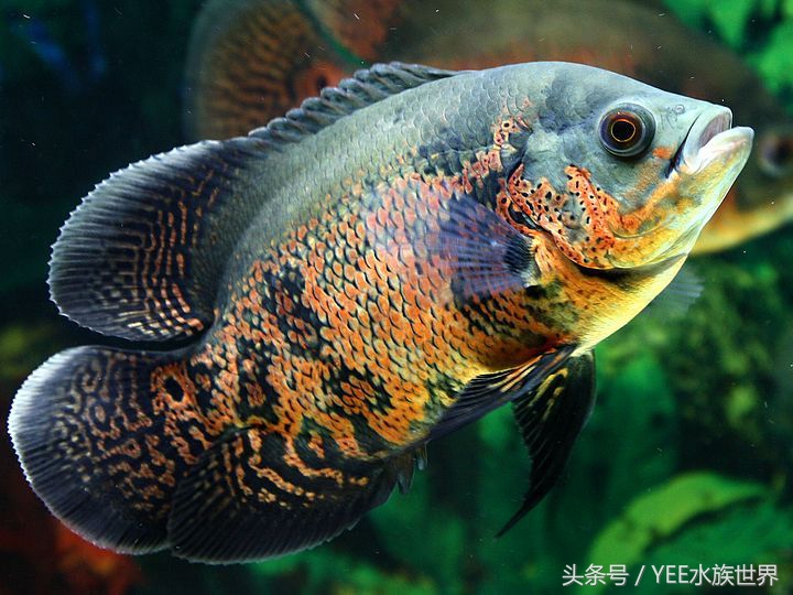 一米五的鱼缸养几条地图鱼合适,地图鱼能和什么鱼一起养好一些