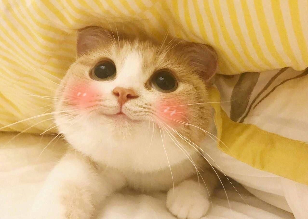 为LV小白鞋疯狂打call