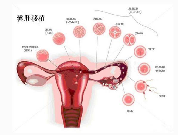 试管婴儿答疑解惑,有关试管婴儿有趣问题
