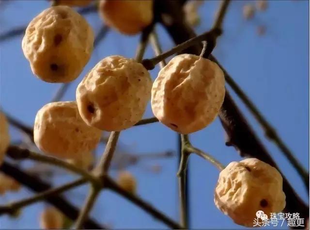 百香籽没黑点是假的吗,百香籽5厘米的是假货吗