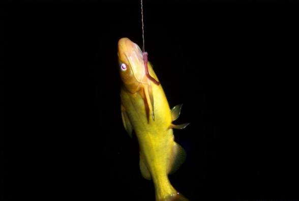 夜钓鱼有什么危害,夜钓的十个秘诀