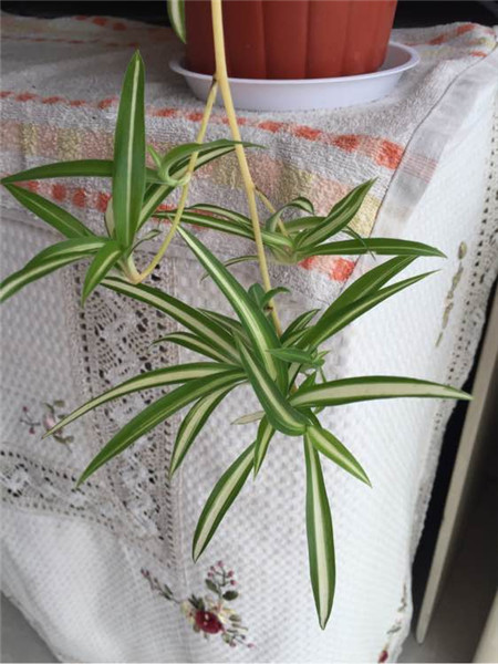 怎样水培吊兰扦插,水培吊兰怎样才能长的更快