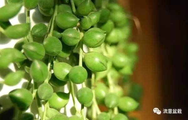 佛珠吊兰怎么养才能爆盆,佛珠吊兰用什么盆养比较好