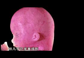 子宫日记解密生命孕育全过程,子宫日记央视纪录片