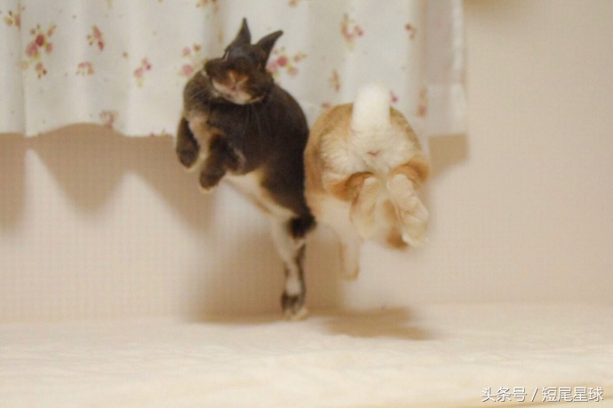 兔兔球虫症状多久会死,兔兔球虫病会自愈吗