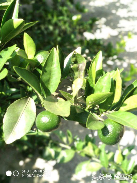 小米5x刷什么系统最流畅,小米5x评测视频最新