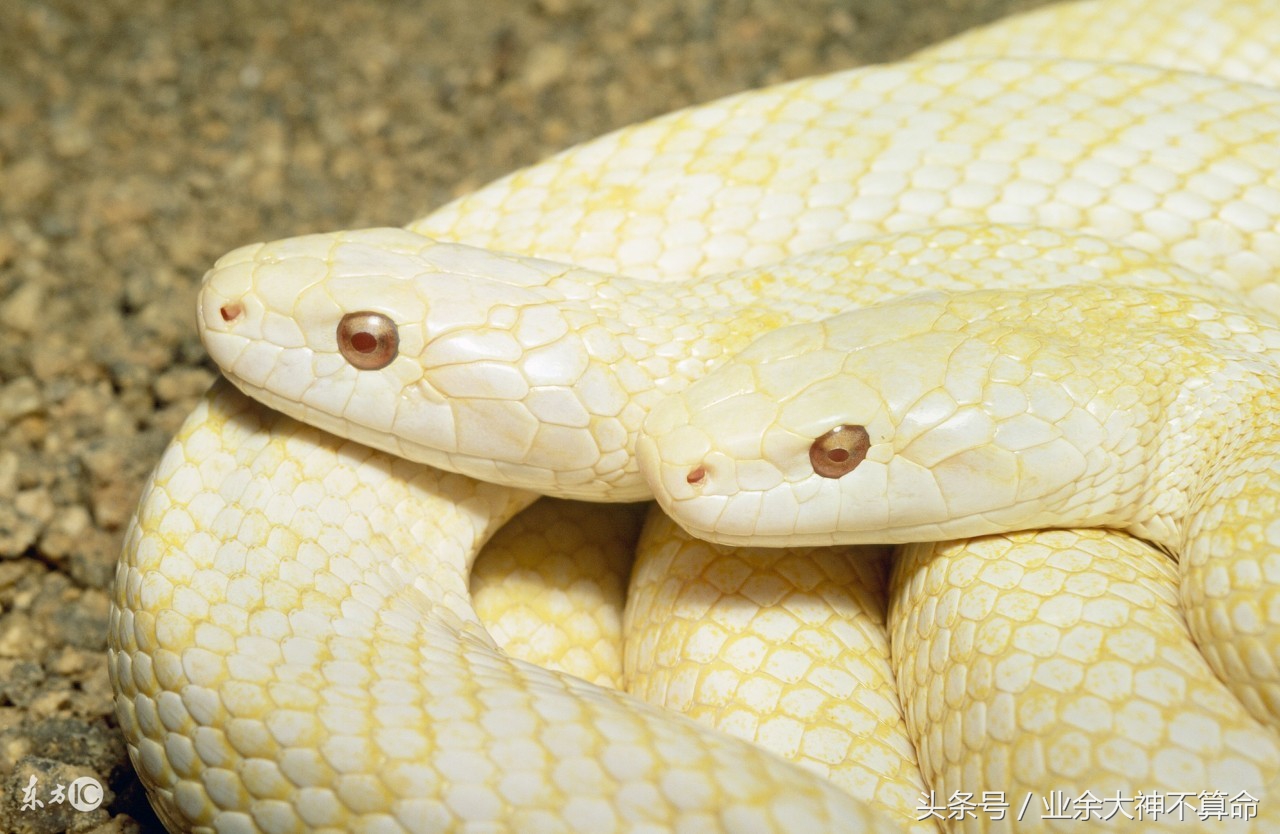 发现蛇窝一锅端,如果遇到蛇窝该怎么办