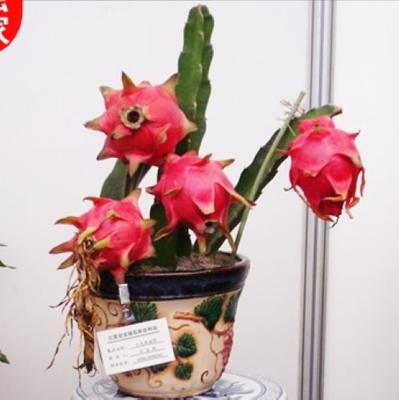 精明女人早就不种花草了，都在种这些果树苗，好看还好吃