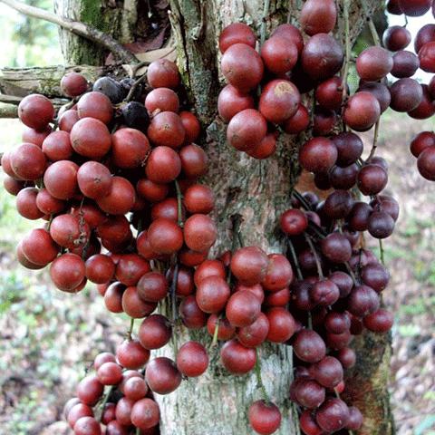 精明女人早就不种花草了，都在种这些果树苗，好看还好吃