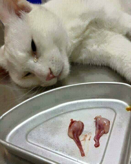 猫咪绝育猫咪一脸绝望还掉眼泪,主人想看猫咪绝育伤口结果被误会