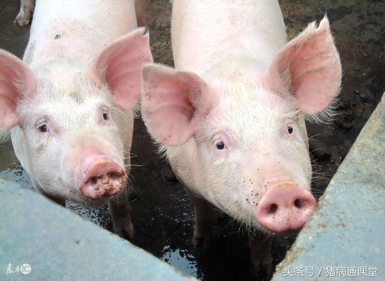 猪霉菌中毒怎么治疗最有效,猪霉菌毒素中毒