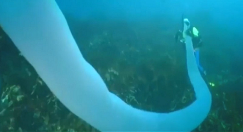 潜水员海底发现神秘巨型柱状生物,潜水员在水下发现异形生物