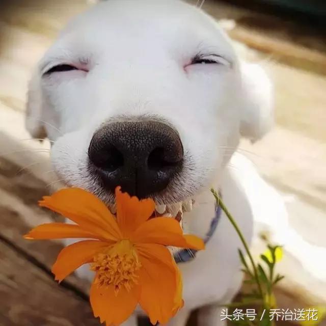 你见过有如此灵性的狗吗,难得一见的好看狗