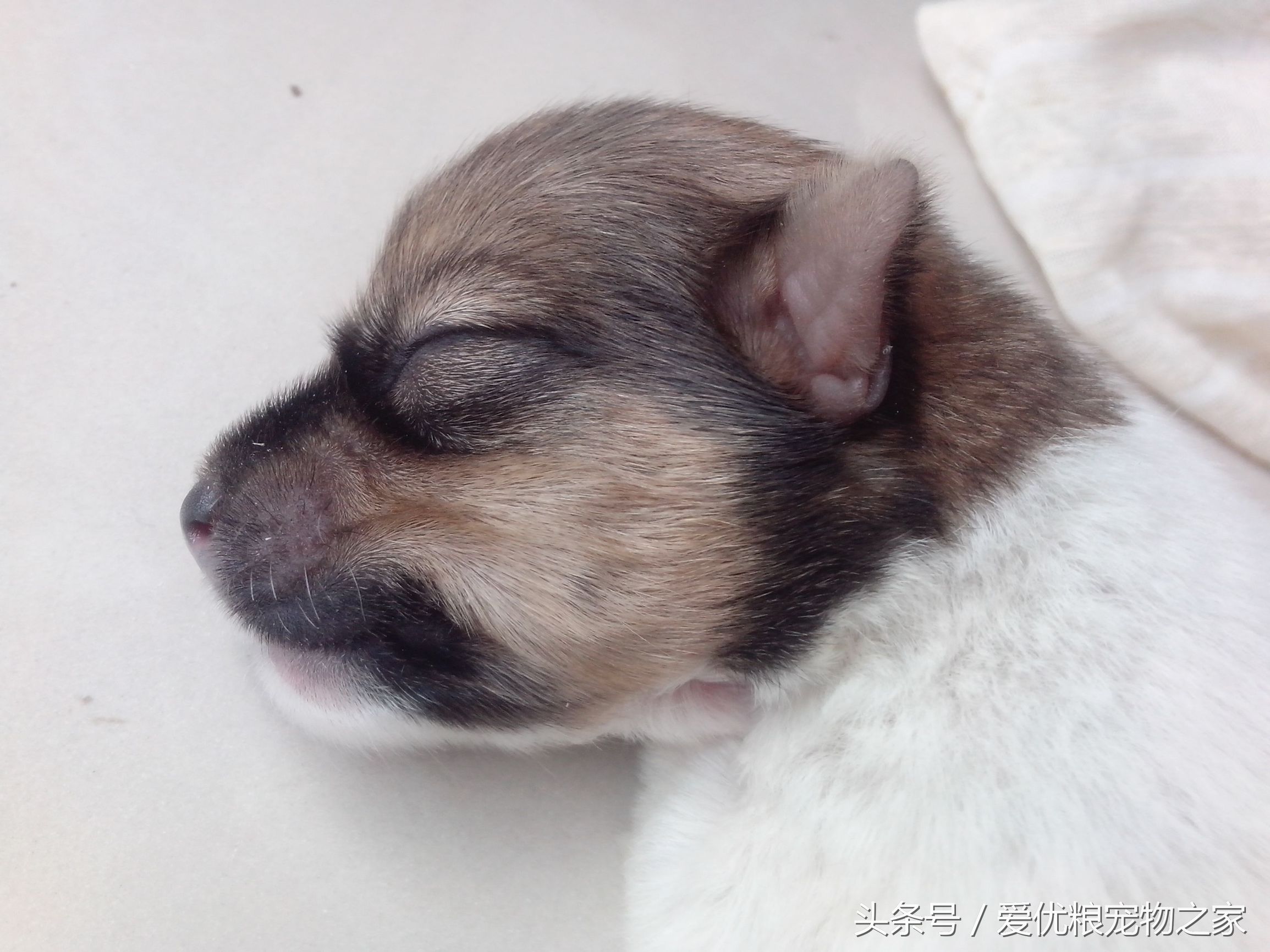 幼犬出生多少天脱离危险期,才出生幼犬喂养的最佳方法