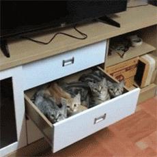 猫咪钻进细缝里怎样才能出来,怎么让猫咪进到大纸箱里面