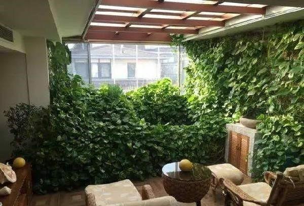 绿萝怎么养才能更旺盛水里加醋,扦插绿萝培养方法和注意事项