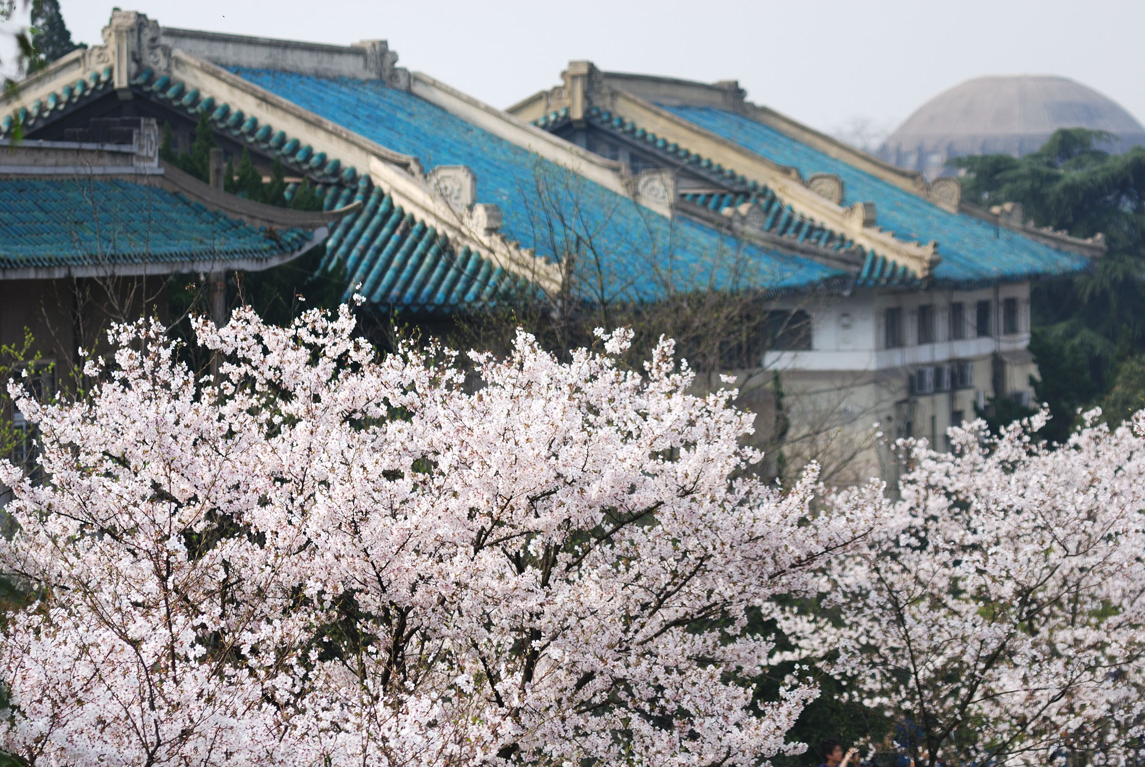 武汉大学真的很强吗,武汉大学是武大吗