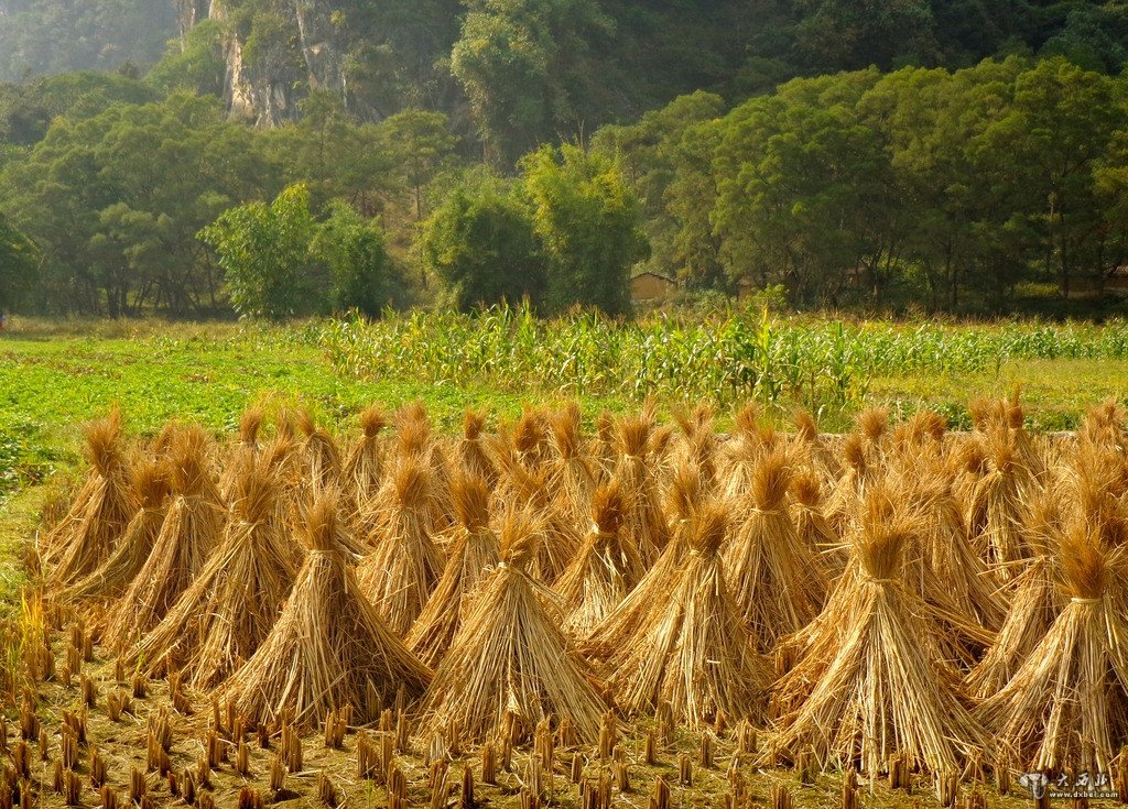 家庭伦理小说《一捆稻草》第一回（下）