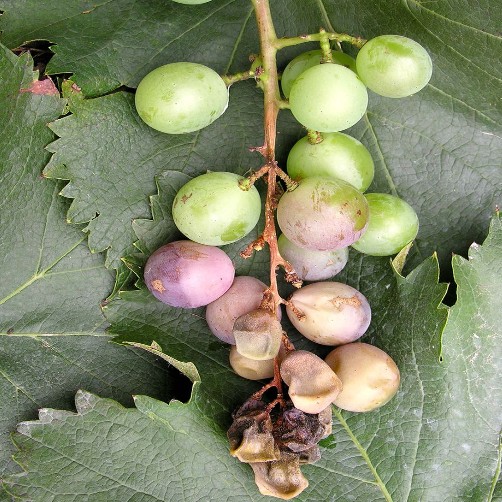 红提常见病害表现,红提得白腐病怎么治