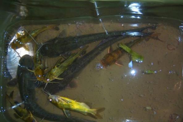 夜钓鱼有什么危害,夜钓的十个秘诀