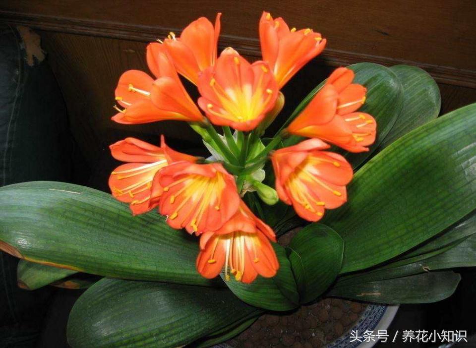 君子兰的养花技巧和方法,君子兰养花知识大全与技巧