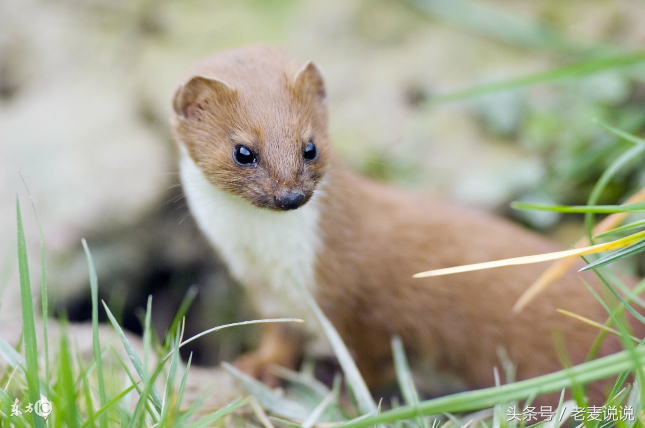 说出马78:立了堂要送走,难上加难,整不好还反噬,立堂要谨慎