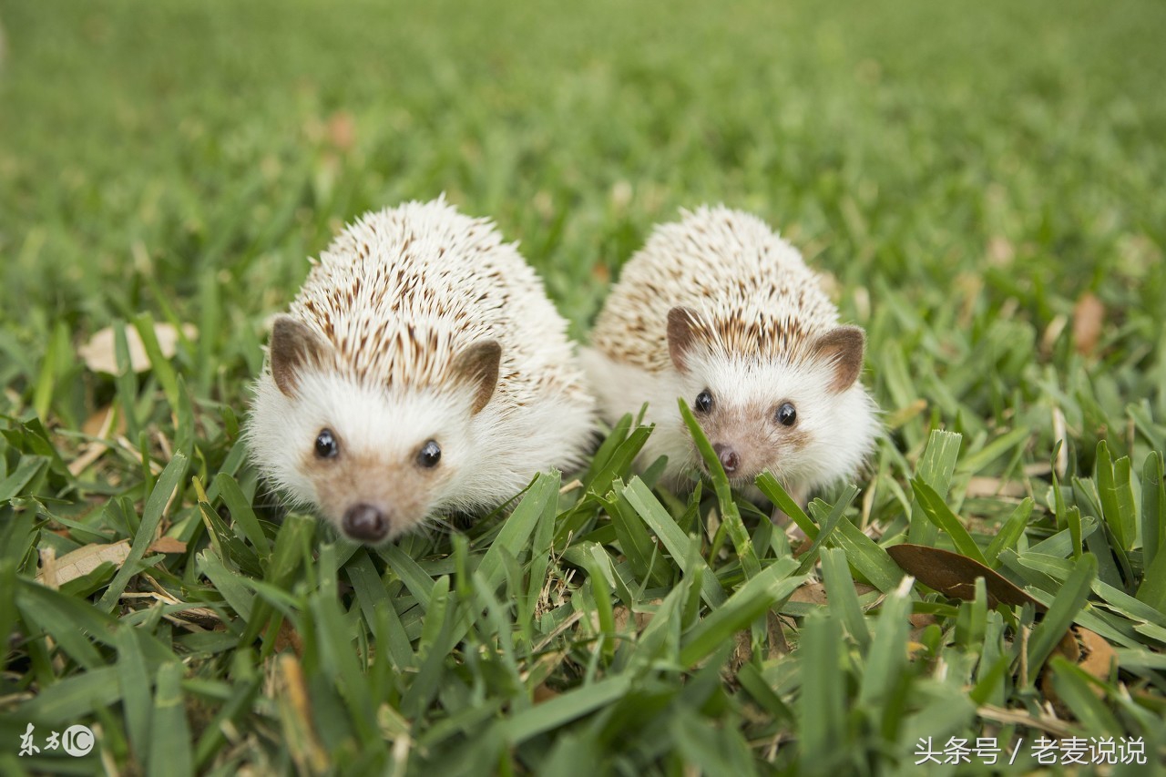 说出马78:立了堂要送走,难上加难,整不好还反噬,立堂要谨慎