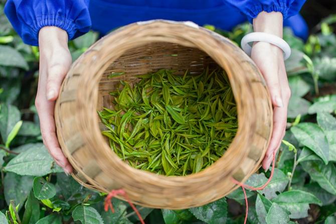 制茶工艺晒青,制茶工艺之摊青与萎凋的区别