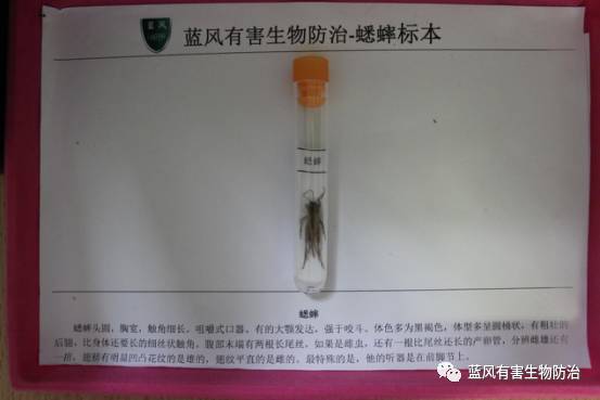 害虫的危害最大的时期是在什么期,防治蟋蟀的最佳办法